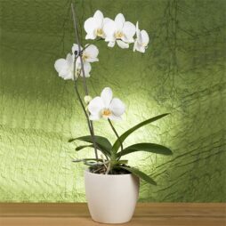 Graceful Vanilla White Orchid