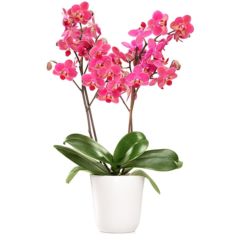 Captivating Hot Pink Orchid