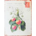 Metal Signs - Vintage multilingual Postcard with Strawberries